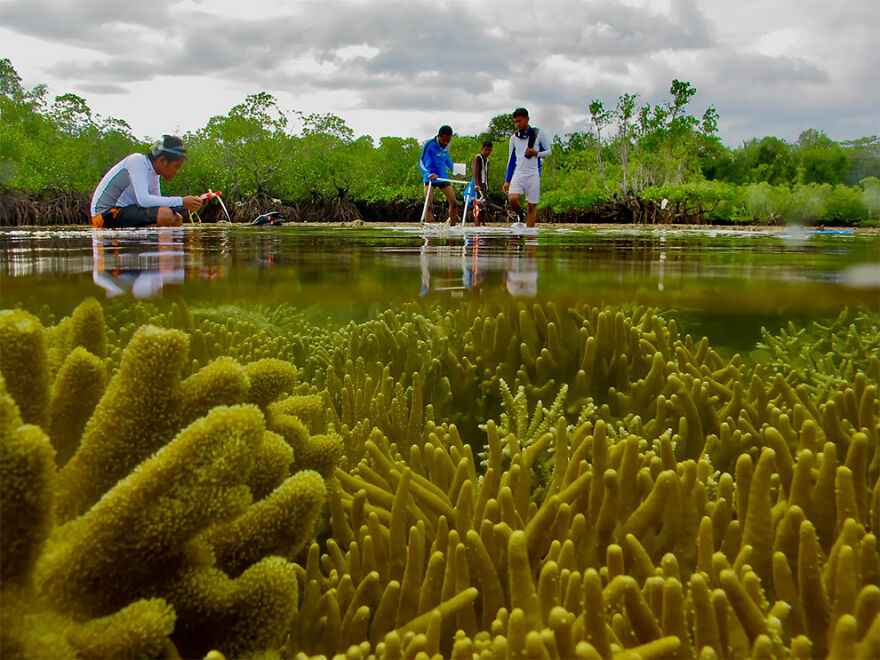 Winner Of Young Mangrove Photographer Of The Year: Healthy Ecosystem - Fakhrizal Setiawan, Indonesia