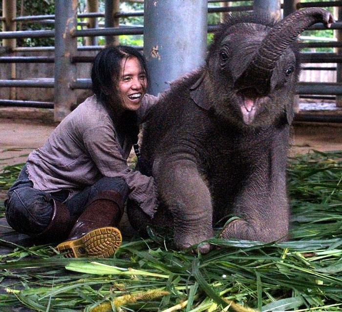 Volunteer At An Elephant Rescue In Thailand