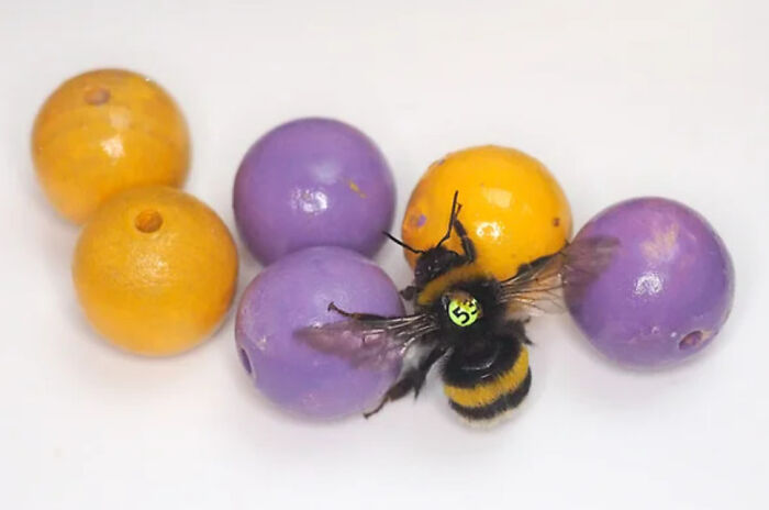 Un nuevo estudio revela que los abejorros hacen rodar bolas de madera sin más motivo que la diversión, convirtiéndose en los primeros insectos conocidos que "juegan"
