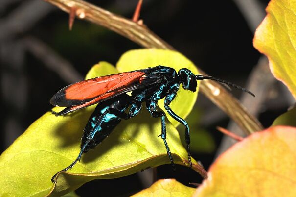 1024px-Tarantula_Hawk_Pepsis_sp_14530922546-636d16186193f.jpg