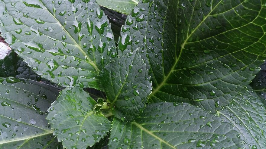 Back When I Was Getting Into Macro Shooting, It Only Got Better And Better From There.