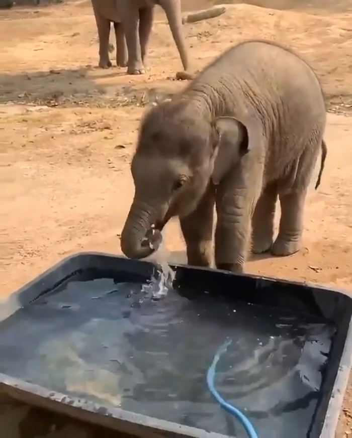 Aunque los elefantes recién nacidos solo tardan unas horas en aprender a ponerse de pie y a caminar, necesitan un año para aprender a usar la trompa para beber agua