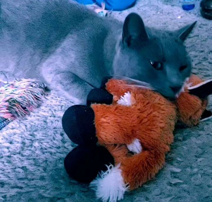 This Guy I've Been Calling 'Baba Yaga' Has Been Staying With Me The Past Couple Of Weeks. If We Can't Find His Owners We're Taking Him In. He's An Affectionate Glutton Who Loves Belly Rubs