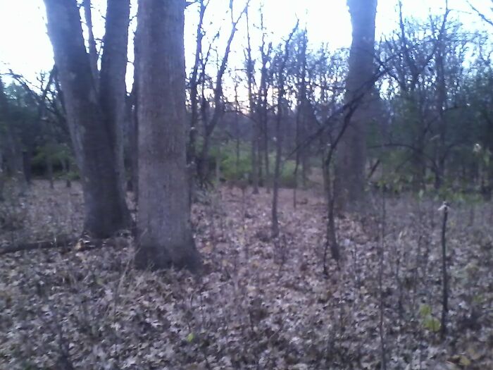 Can You Spot The Deer?