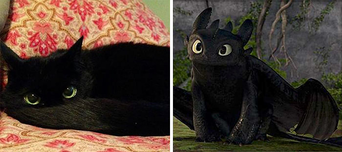 Toothless and a black cat laying on bed 