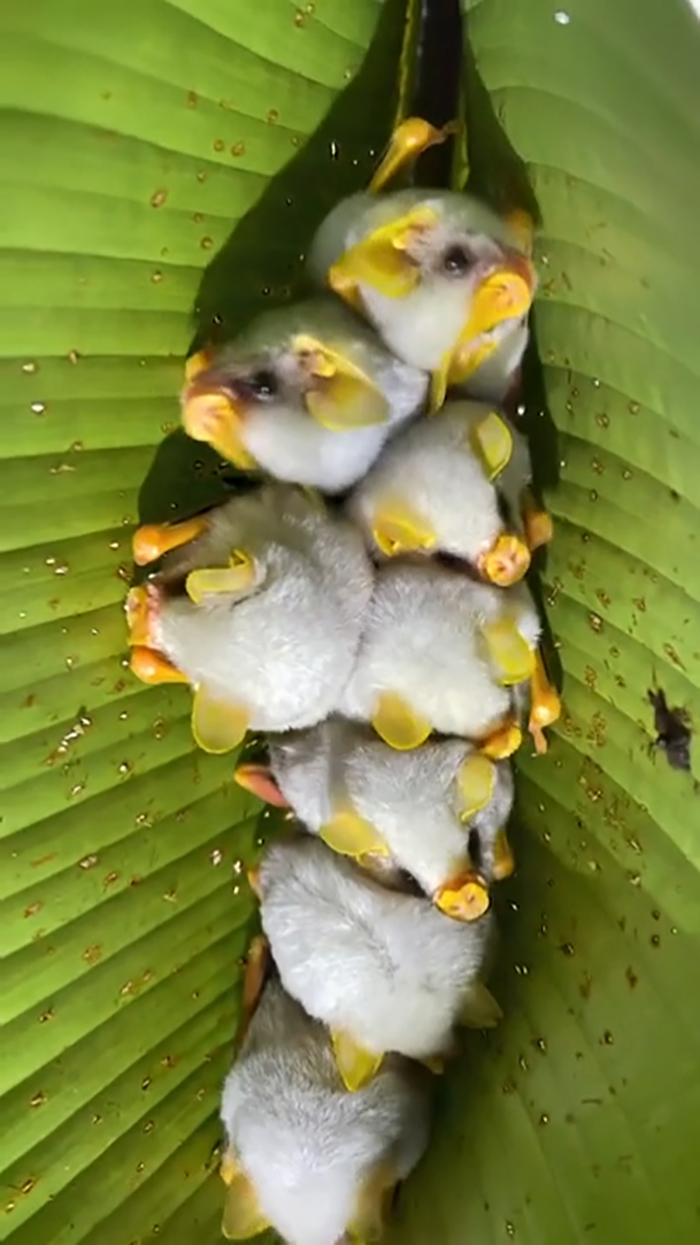 Honduran White Bats Nest In Heliconia Plant Leaves, By Building Upside-Down V-Shaped ‘Tents’