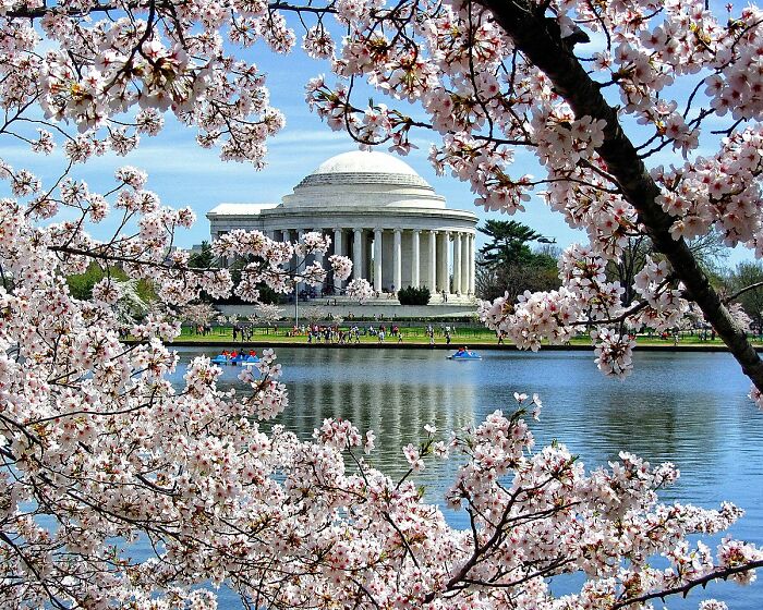 The National Cherry Blossom Festival In Washington, D.c. Around Late March And Early April, The Cherry Blossoms Gifted To The United States By Japan Decorate The Capital. This Picture Features A Tree Next To The Potomac River, With The Jefferson Memorial In The Background