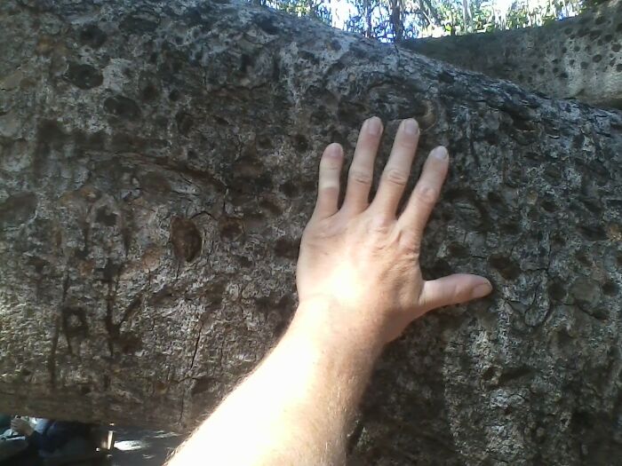 That Is The Branch Of A Banyan Tree In Maui That The Hand Is On