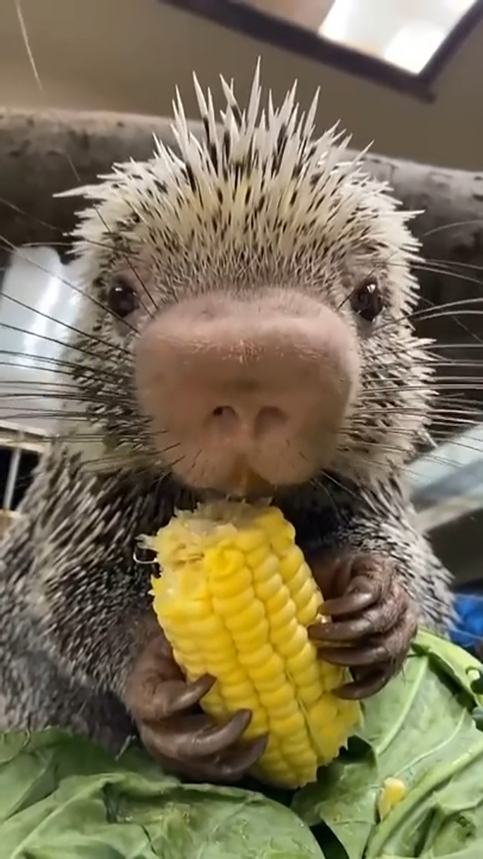 The Brazilian Porcupine Has A Prehensile Tail To Help It Climb Trees And A Rather Plump Nose To Help It Find Food In Its Native South American Habitats. Females Give Birth To A Single Porcupette In The Spring. At The Cincinnati Zoo, A Porcupette Named Rico Is Seen Here Munching On Corn On The Cob