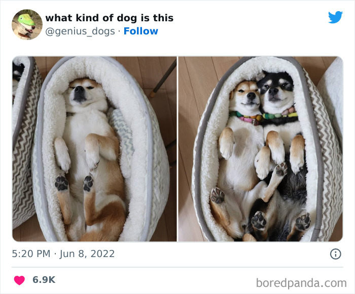 "What Kind Of Dog Is This": 50 Hilarious Dog Photos To Put A Smile On Your Face, As Shared On This Twitter Page (New Pics)