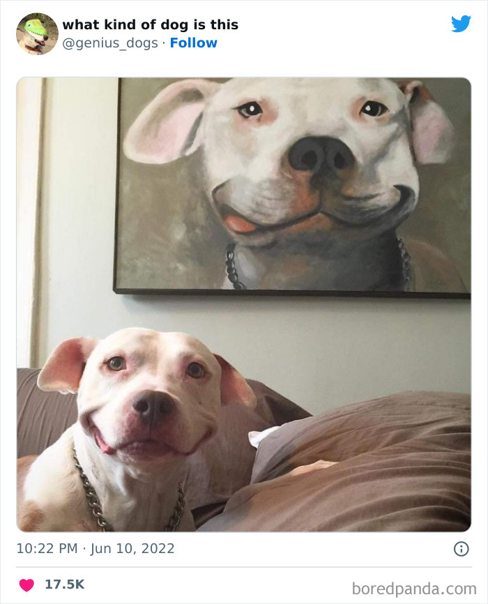 Goofy-Dogs-What-Kind-Of-Dog-Is-This