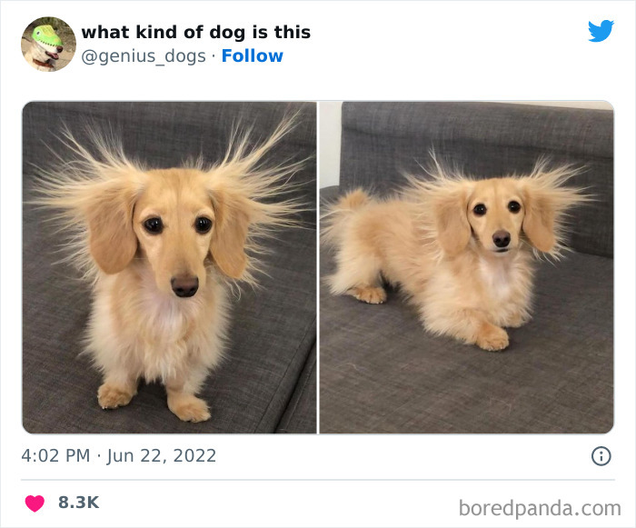 Goofy-Dogs-What-Kind-Of-Dog-Is-This