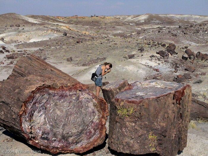 Petrified Forest National Park, Arizona. Calling It A Forest Gave Us The Wrong Impression. The Petrified Trees Are All Laying On The Ground, Left There About 225 Million Years Ago During The Late Triassic Period