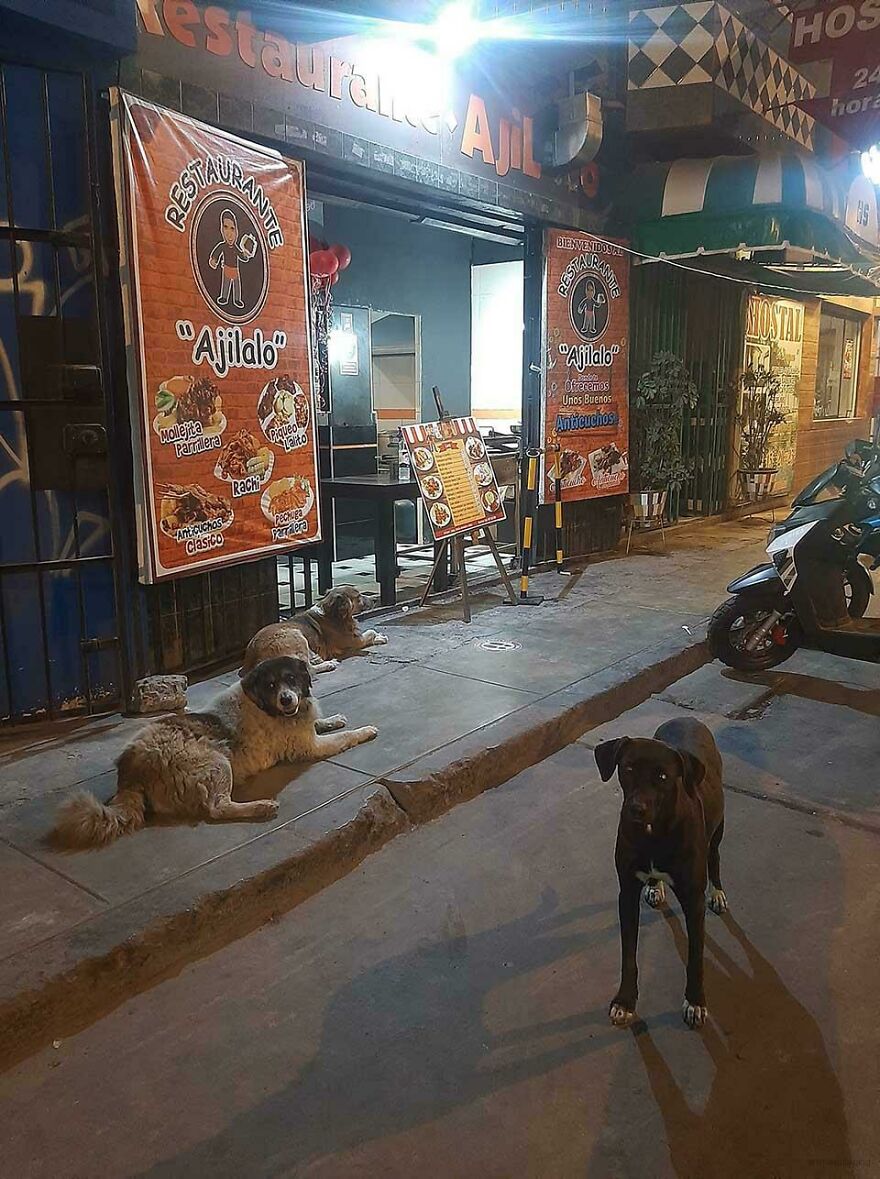 Restaurant Owner Feeds Every Homeless Dog That Visits