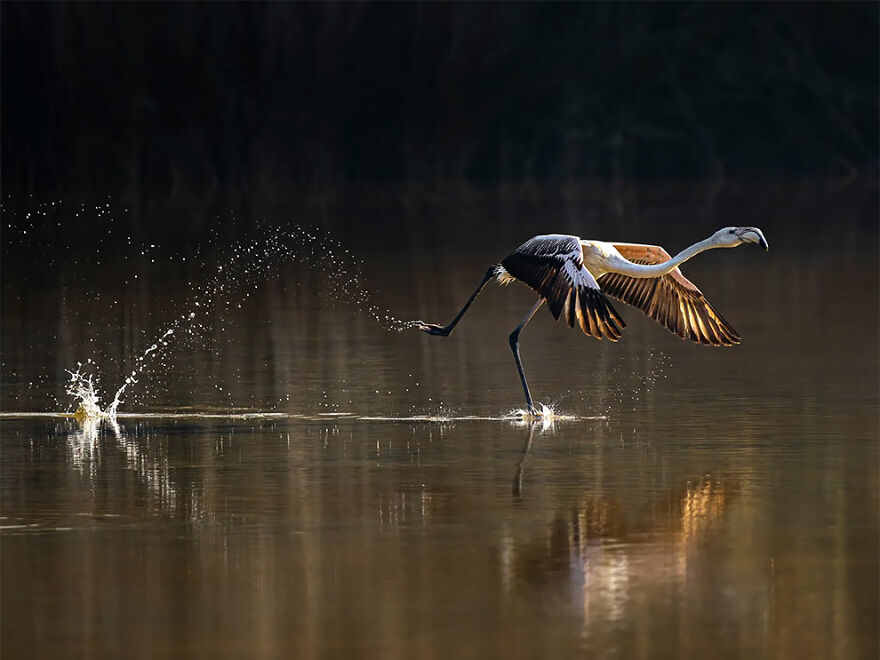 Winner Of Mangroves And Wildlife: Take Off - Jayakumar Mn, Uae