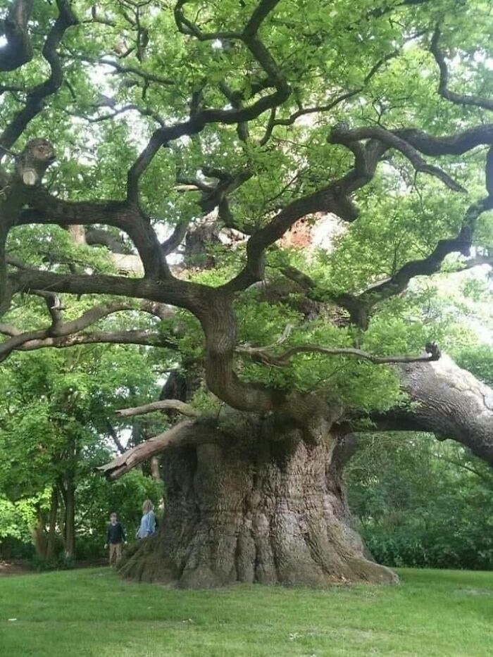 800 Year Old Oak Tree. It Is Called Majesty, Or The Fredville Oak, And Is Located In Fredville Park, Nonington, Kent