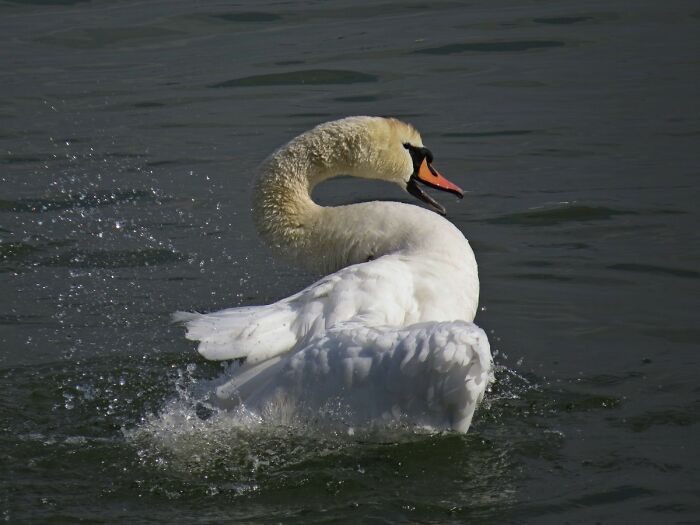 A Swan Cleans Its Feathers, On The Danube River, City Promenade By The River