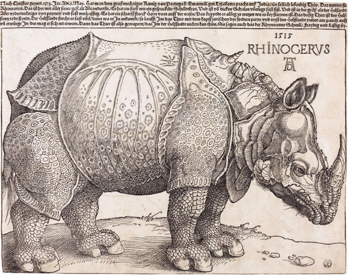 The Rhinoceros (1515) By Albrecht Dürer