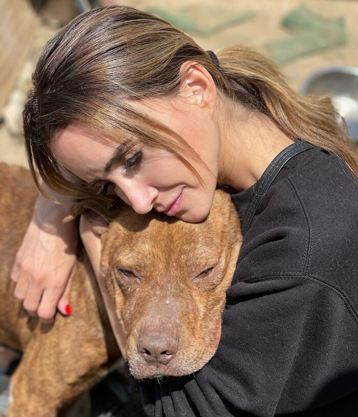 This Pit Bull Was Horrifically Abused For 10 Years Before He Found His Peace When Taken Into The Hands Of Kind-Hearted People