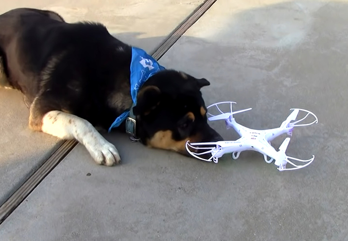 Jerk sues neighbor and gets embarrassed in court because his dog destroyed his expensive drone