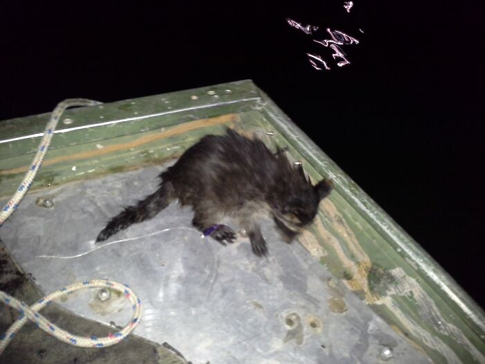 Found This Lil Raccoon Swimming In The Middle Of A Lake While Fishing