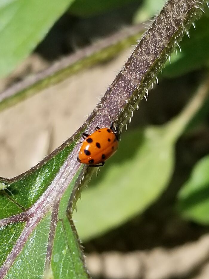 Ladybug At Madrona Marsh - Best Cell Phone Photo I've Ever Taken