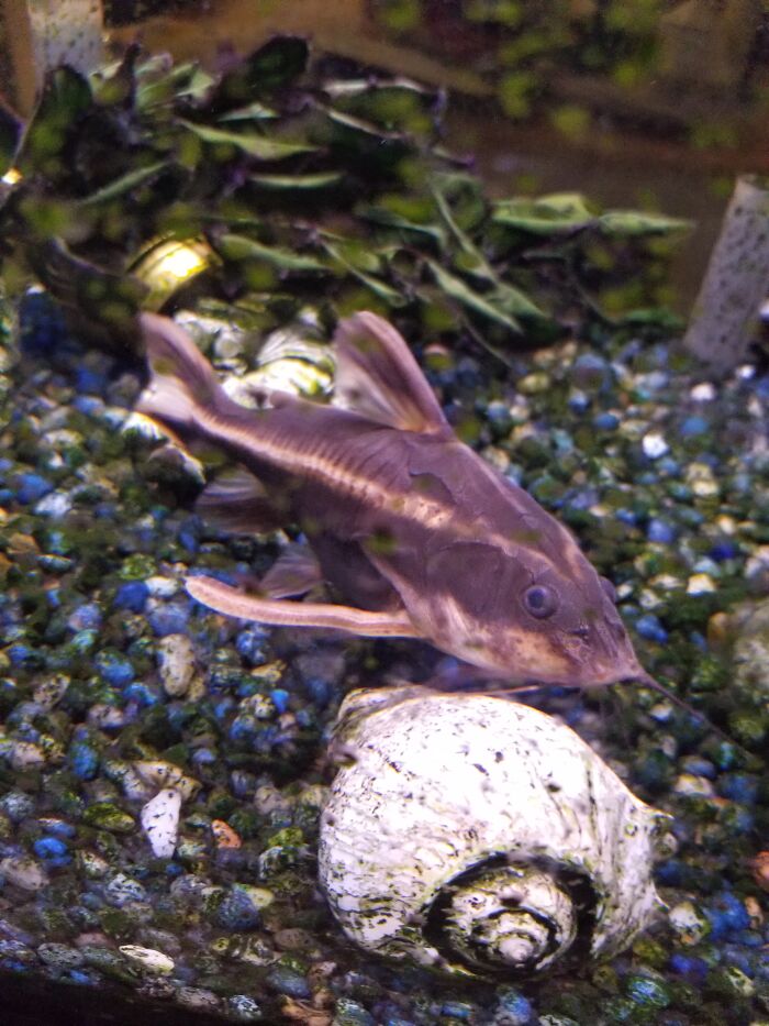 Squeaky. He's An African Yellow Striped Catfish. He's 9 Years Old. He's About As Big As My Hand