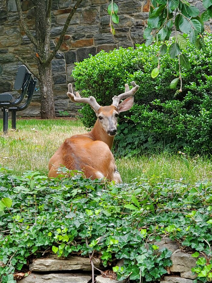 With No One On Campus During Covid, The Deer Took Over