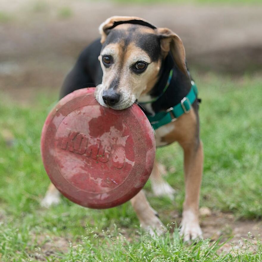 Adorable Dogs For Adoption At Hope Animal Rescue Adorable Dogs For Adoption At Hope Animal Rescue