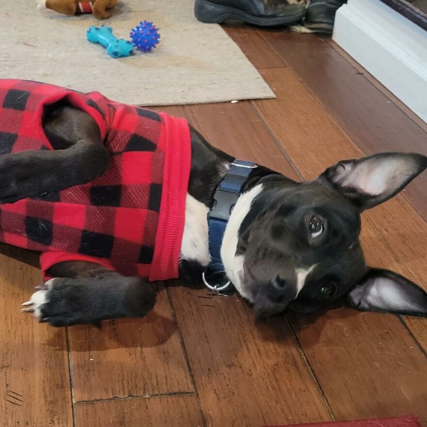 Adorable Dogs For Adoption At Hope Animal Rescue Adorable Dogs For Adoption At Hope Animal Rescue