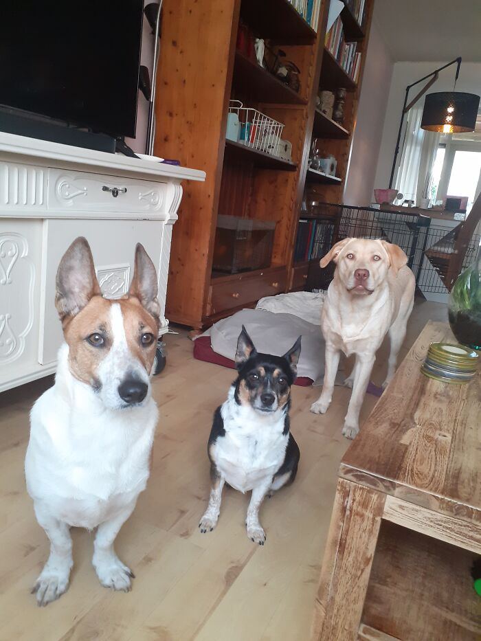 I Have A Lot Of Pets, I Don't Think There Is Room To Post Them All, So Here Are My Dogs!