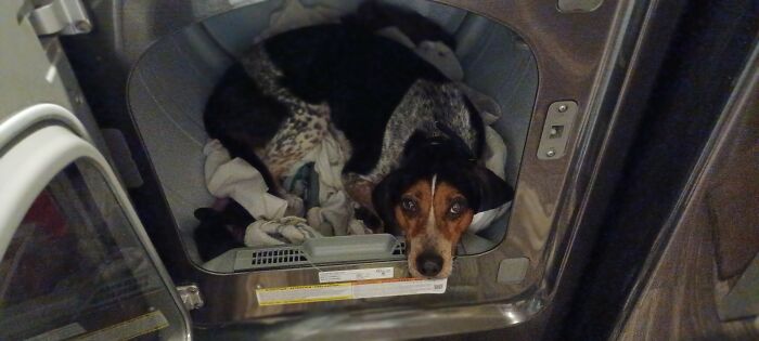 My Dog, Avery, Who Loves To Sleep In The Warm Dryer... Even In The Middle Of Summer
