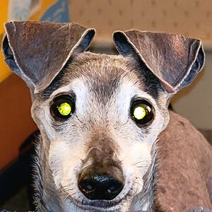 happyfishandme avatar