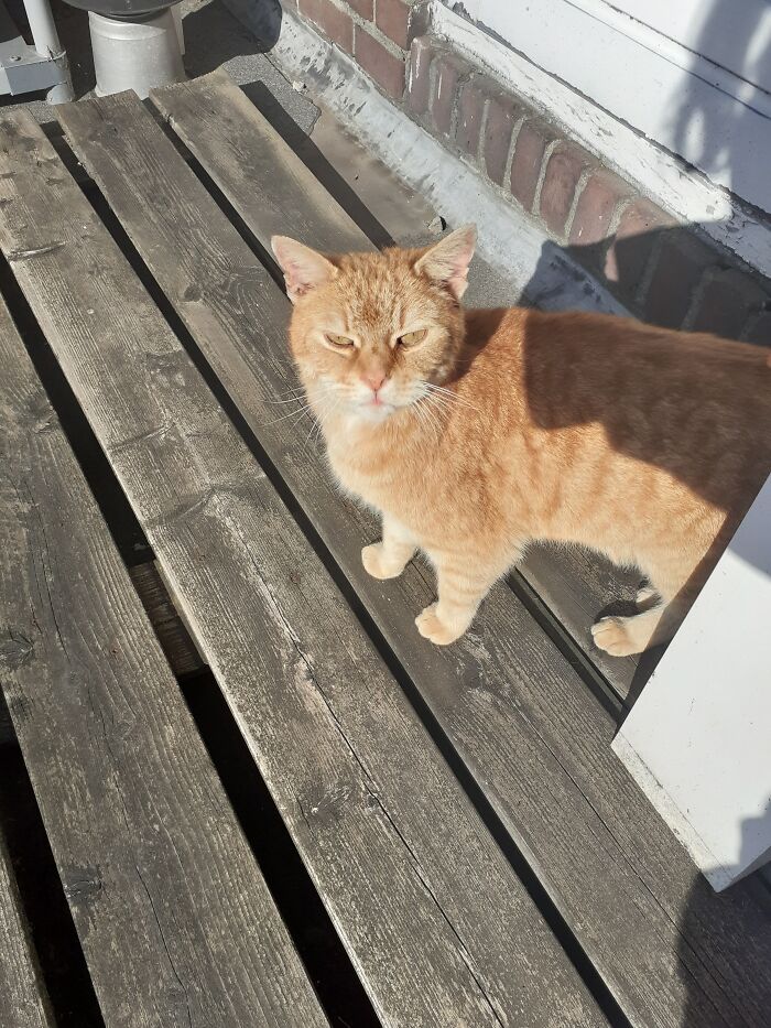 He Looks Grumpier Than He Is And Meows Like A Soft Airhorn