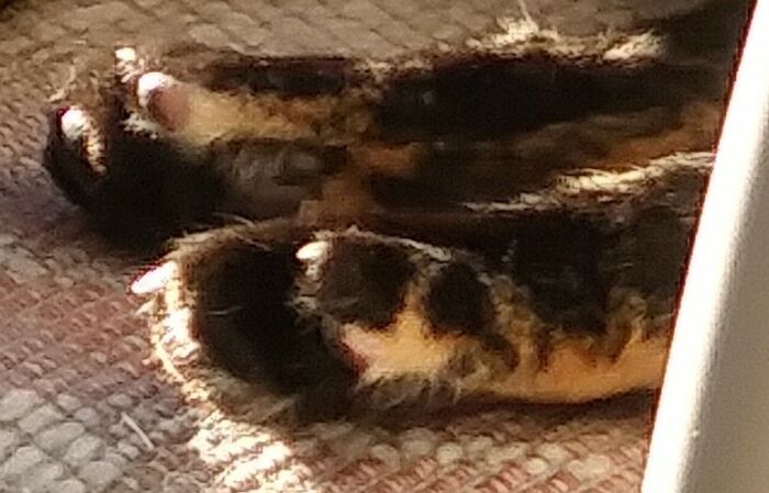 Lola's Toe Beans. Watch Out, They're Armed With Sharp Knives!!