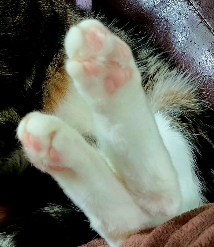 Perfect Pink Beans