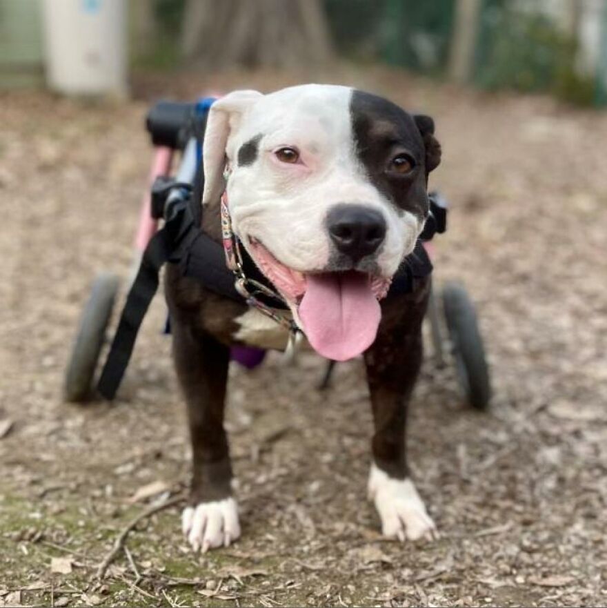 Adorable Dogs For Adoption At Hope Animal Rescue Adorable Dogs For Adoption At Hope Animal Rescue