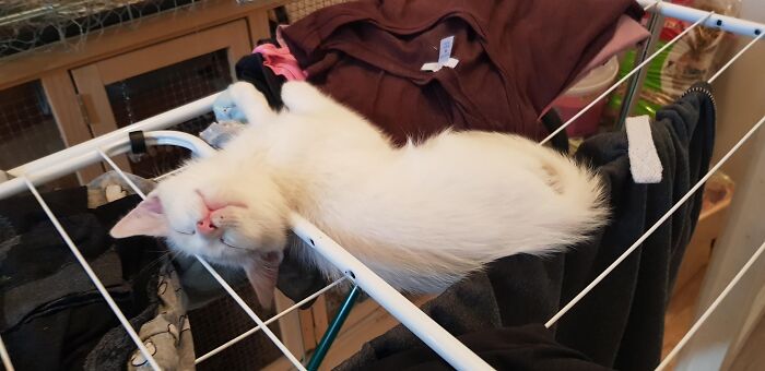 My Cat, Shiro Crashed On The Fresh Laundry :d
