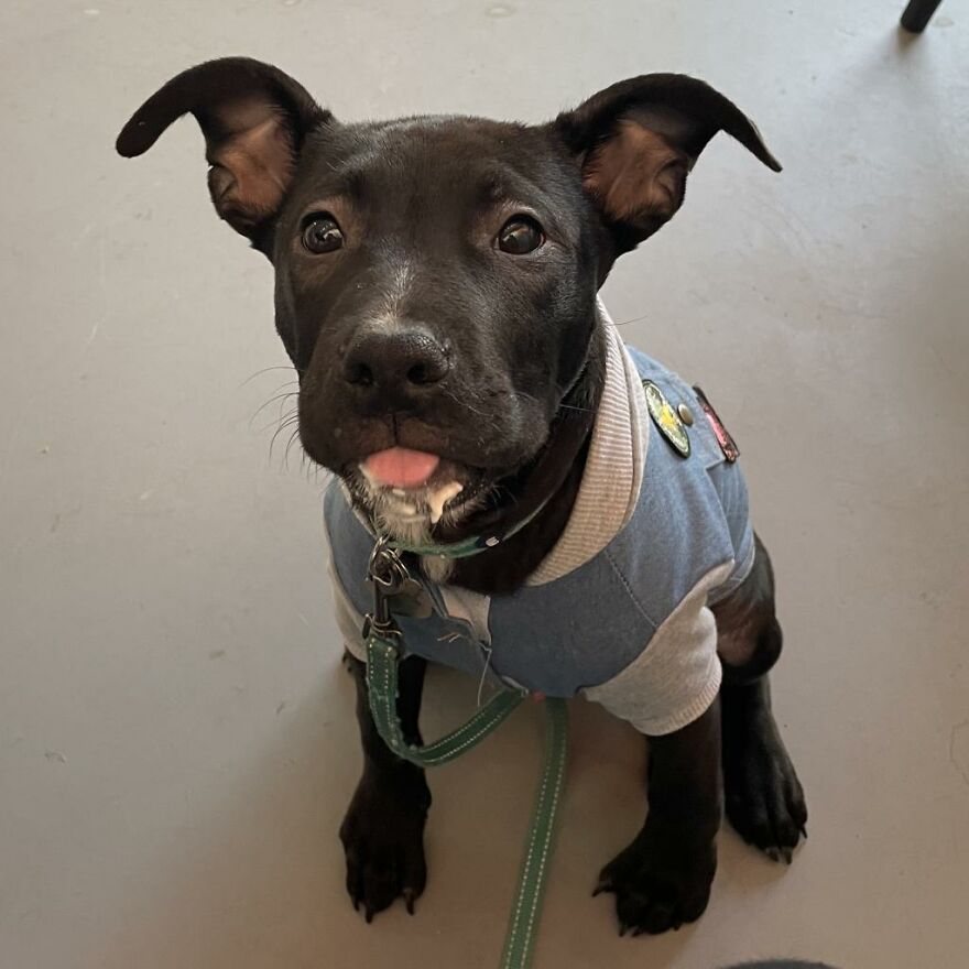 Adorable Dogs For Adoption At Hope Animal Rescue Adorable Dogs For Adoption At Hope Animal Rescue