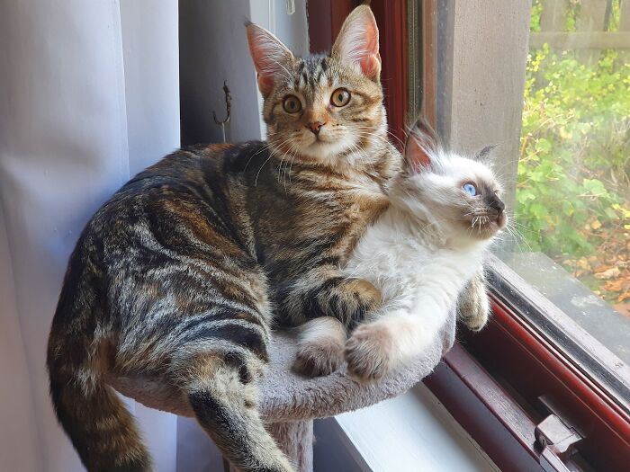 I Don't Own Them But My Kitties, Maki And Momo! The Cutest Family Members