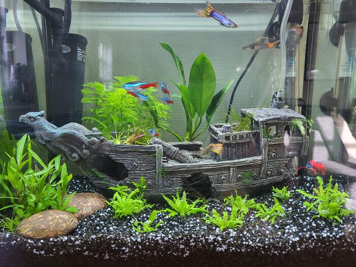My Guppies, Neon Tetras And Yellow Neocardinia Shrimps