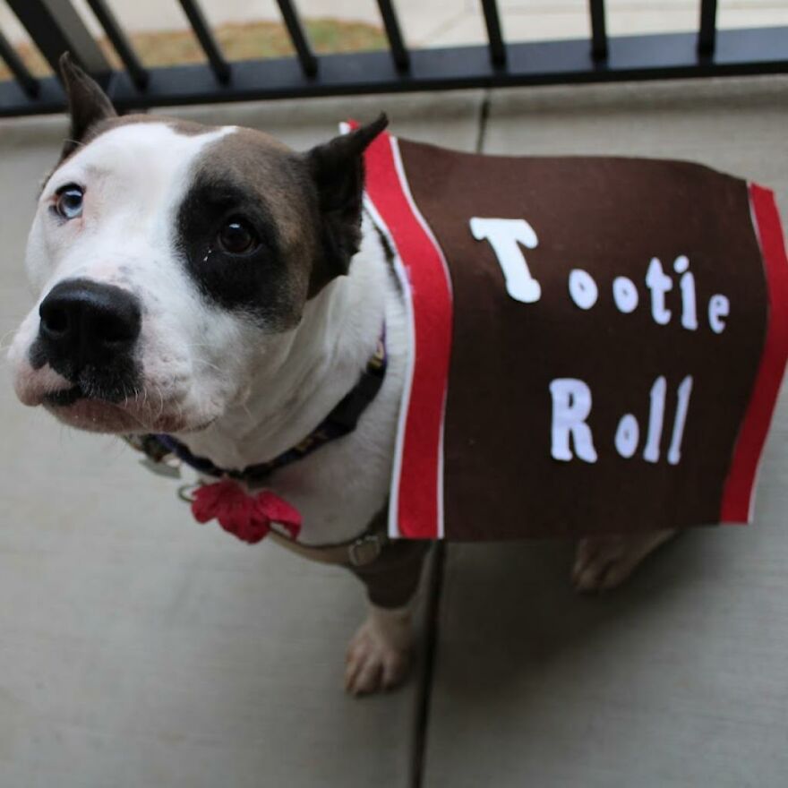 Adorable Dogs For Adoption At Hope Animal Rescue Adorable Dogs For Adoption At Hope Animal Rescue