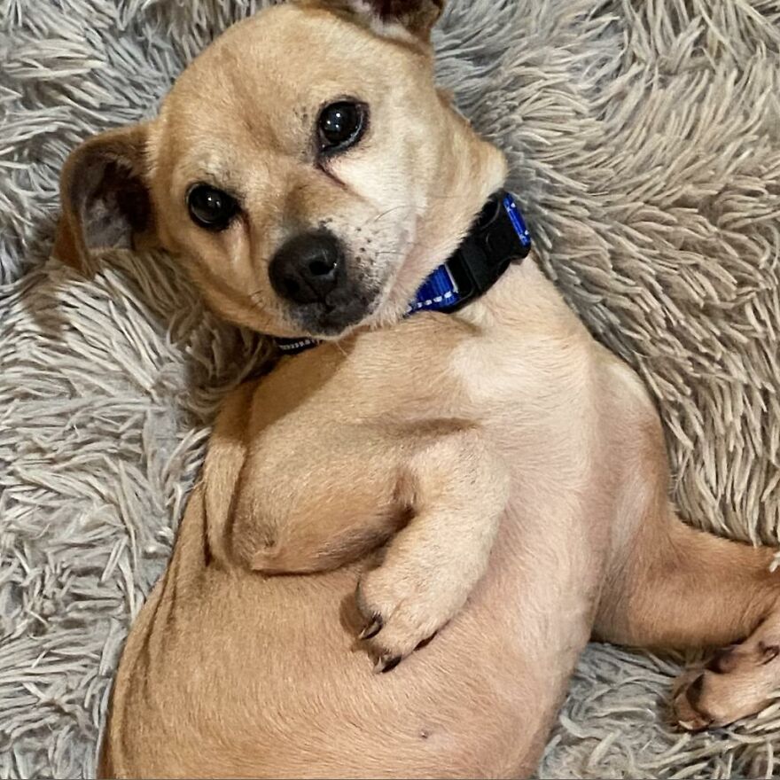 Adorable Dogs For Adoption At Hope Animal Rescue Adorable Dogs For Adoption At Hope Animal Rescue