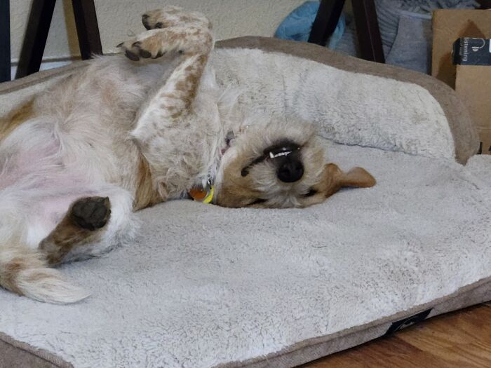 My Dog Roux Likes To Derp When She Sleeps