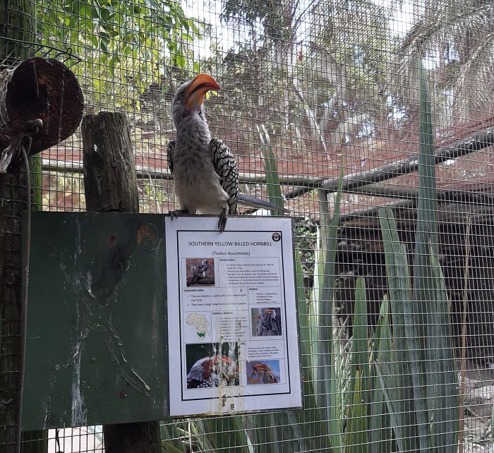 Wonder What Type Of Bird This Is