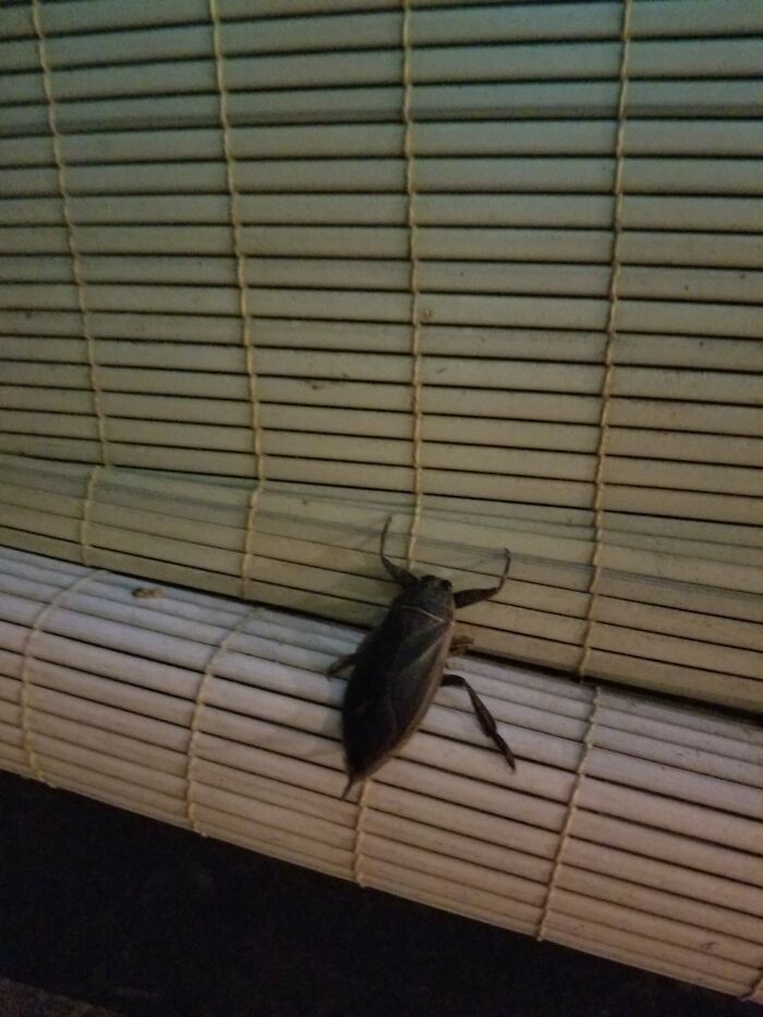 This Critter Was On My Patio Blind Taking Refuge From Nicole That Recently Rolled Through Fl. It Was Huge. Have No Idea What It Is, But I Thought It Was Cool