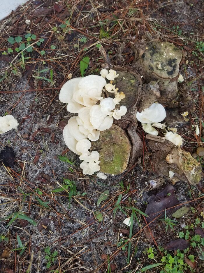 I Found These Mushrooms Growing In My Backyard Captivating