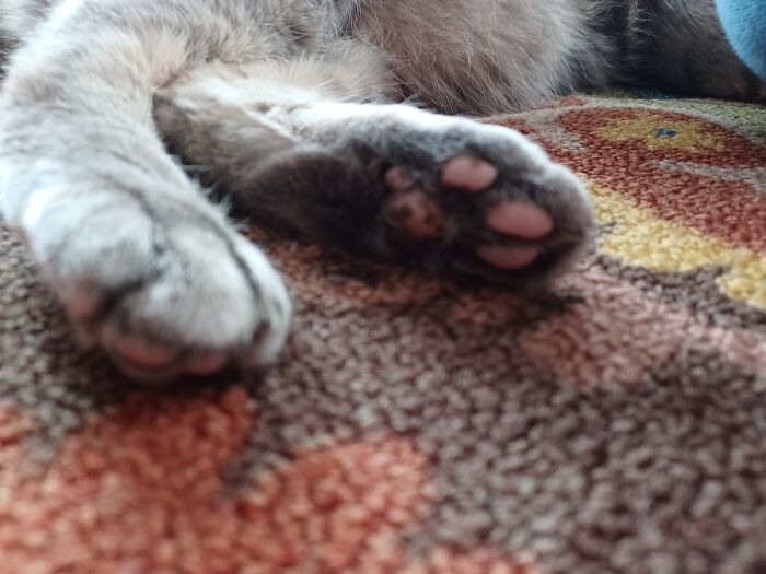 Patchy Beans