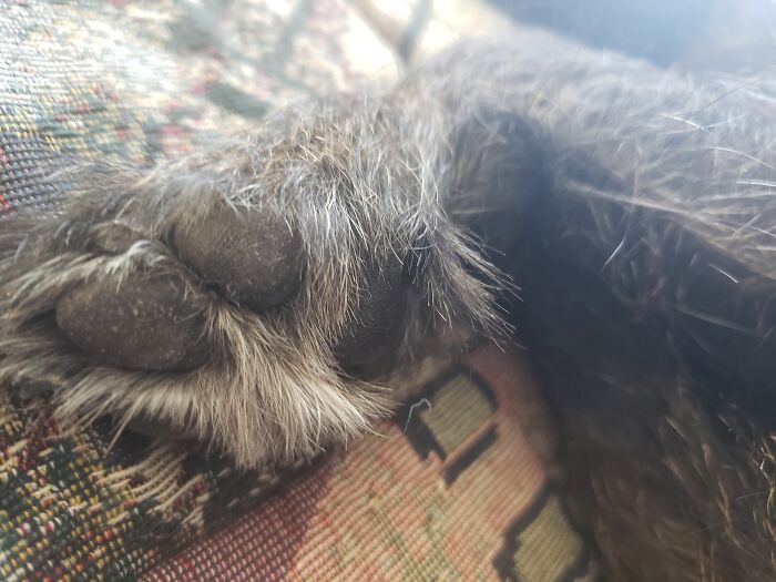 Hobbit Terrier Toe Beans