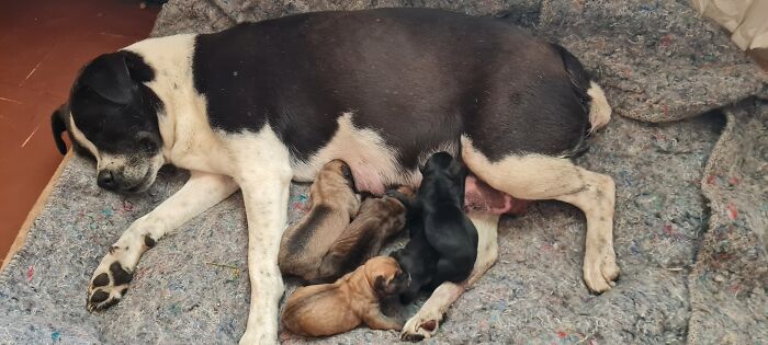 My Dog Gave Birth This Morning 26 Nov 22
